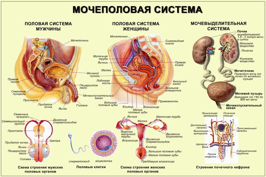 Инфекции мочеполовой системы